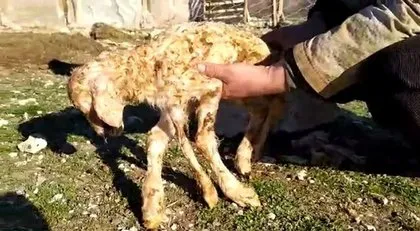 Tunceli’de şaşkına çeviren olay! Ağıla girince şoke oldu: 56 yaşındayım böyle bir şey görmedim