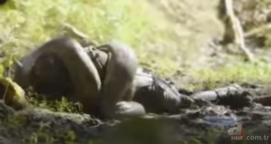 Kral kobra yılanı İngiliz adama saldırdı! Dünyanın en tehlikeli yılanı dinlenen adamı yakaladı 38