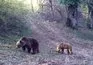 Anne ayı ve yavrusu fotokapana yakalandı