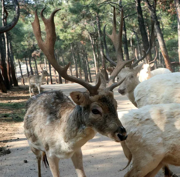 Türkiye'nin ilk ve tek safari parkına yoğun ilgi - 2