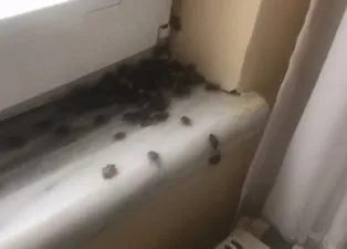 Vatandaşlar isyan etti! İstanbul’da kokarca böceği istilası