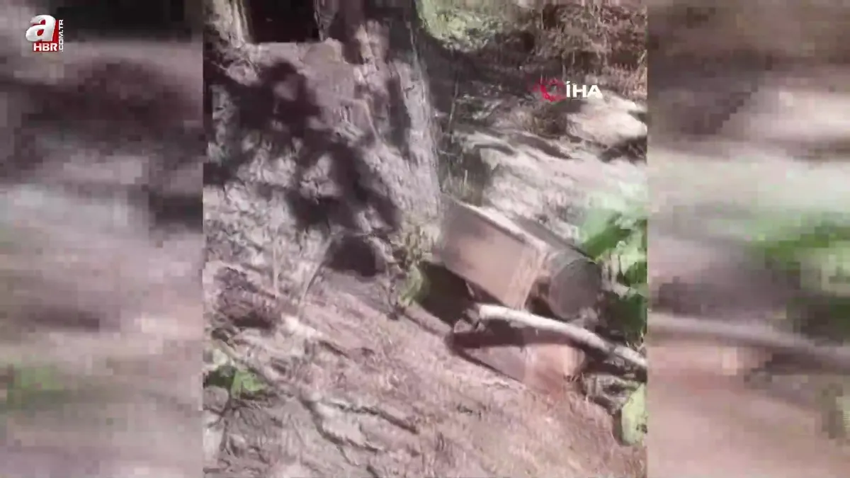 Ağaç kovuğundan kilo kilo bal çıktı