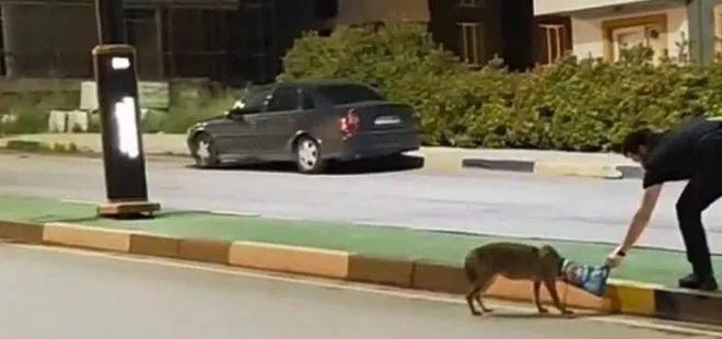 Çakalın başına poşet dolandı! Vatandaş imdadına yetişti