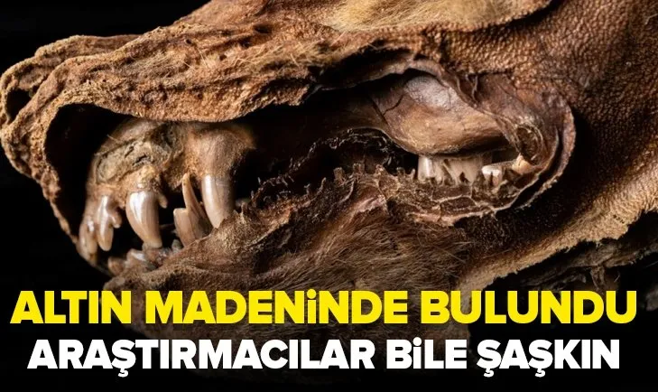 Madenciler altın madeninde buldu! 57 bin yıllık kurt yavrusu...