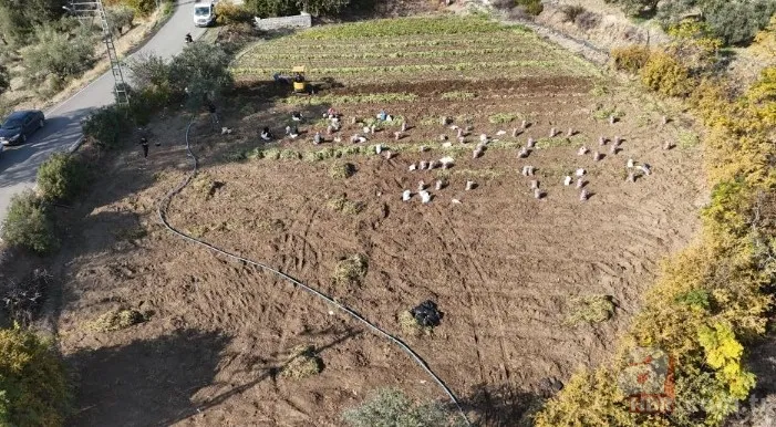 Tarlada 30 manavda 70 TL! Kuraklık vurdu verim yarıya indi 8