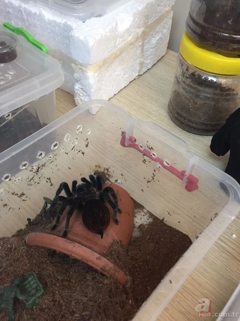 Terör operasyonundan tarantula çıktı 6
