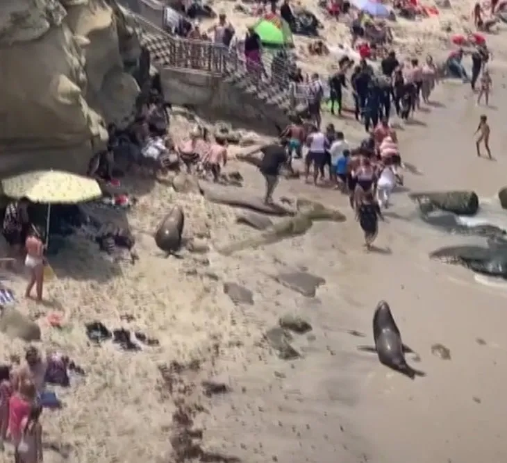 Deniz aslanları plajda insanları kovaladı! Milyonlarca kez izlendi