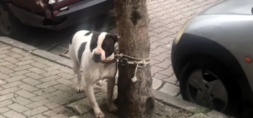 Köpek saldırısında ne yapılmalı? Uzmanlardan dikkat çeken tavsiyeler