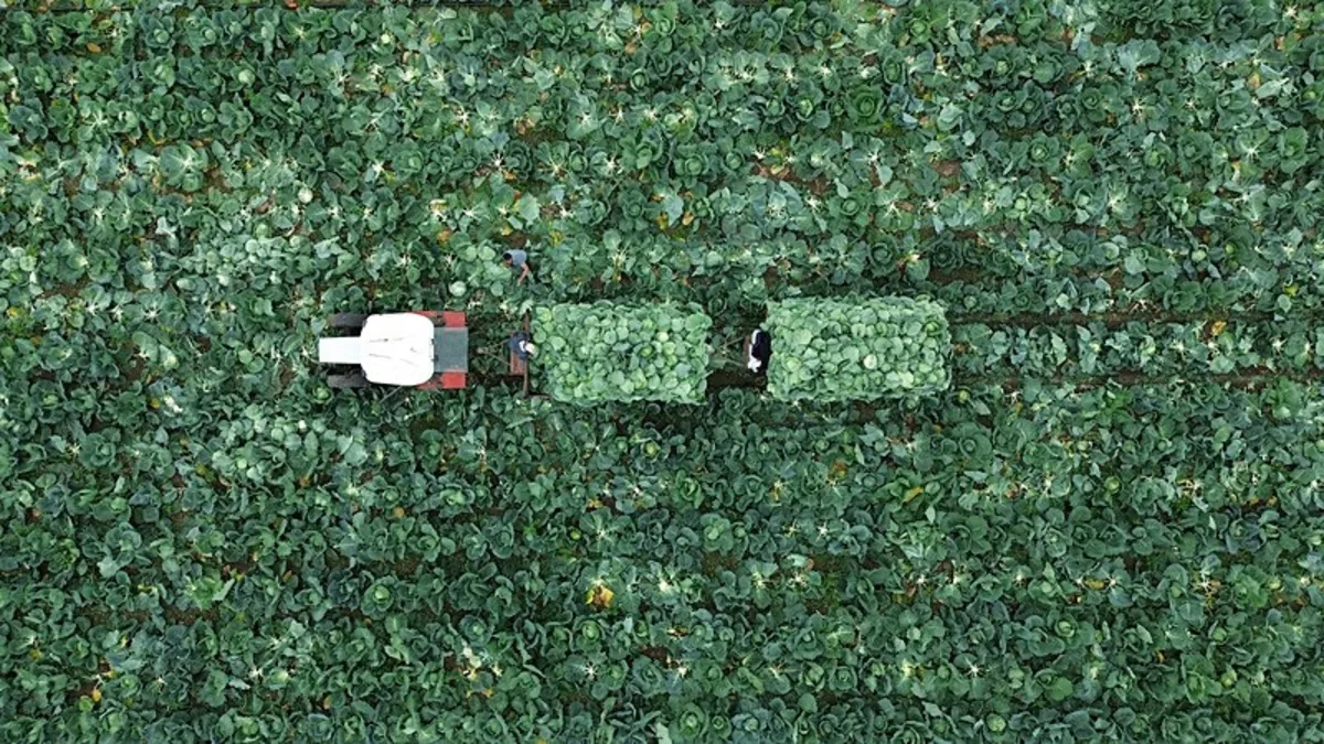 Bafra Ovası'nda beyaz lahana hasadı başladı