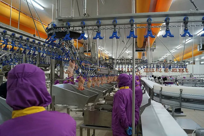 Suudi Arabistan’dan skandal Türkiye kararı: Hayvani ürün ithalatını askıya aldı