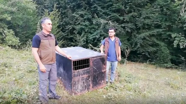 fenomen-ayi-balkiz-dogaya-salindi-1660333645407.jpg Fenomen ayı 'Balkız' doğaya salındı - 3