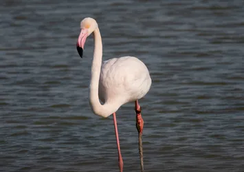 Adana'da yaralı flamingo görüntülendi