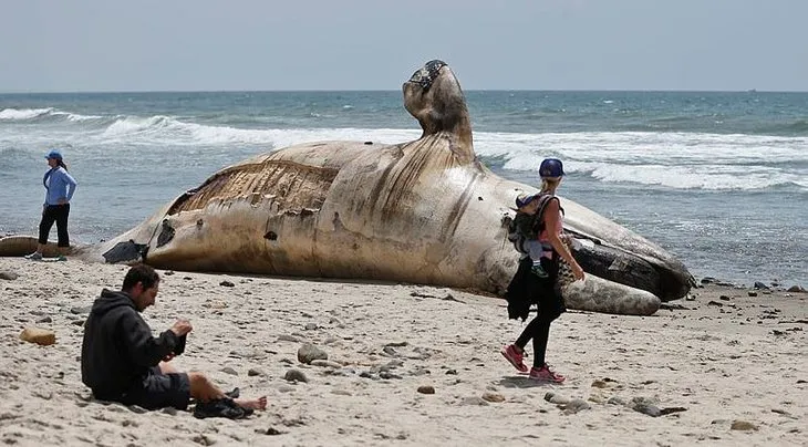 Ünlü sörf merkezine dev balina ölüsü kıyıya vurdu!