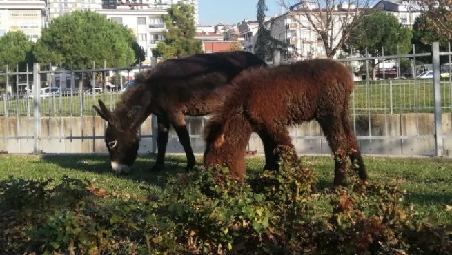 İstanbul'un en kalabalık ilçesinde vatandaşların eşek ve sıpa şaşkınlığı