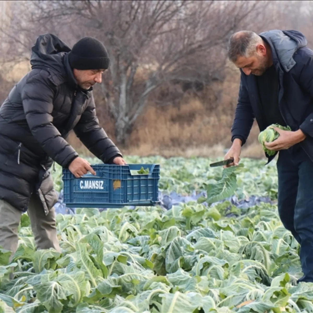 Üretimdeki 'kış' düşüşünü fırsata çevirdiler