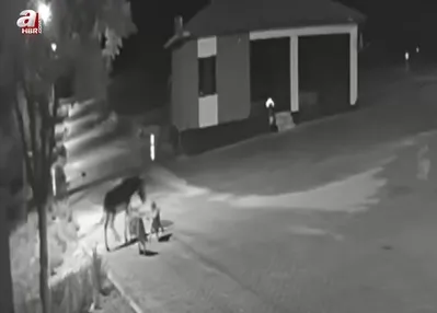 Kameraları izleyen mahalleli şoke oldu