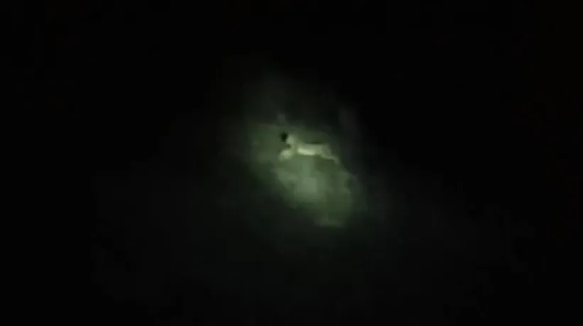 Avına kilitlenip saldırıya geçti! Nesli tehlike altındaki tür gece avlanırken böyle görüntülendi