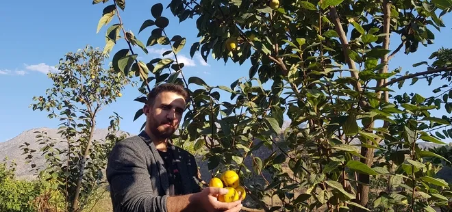 Hakkari’de ilginç olay! Armut diye aldığı fidan bakın ne çıktı