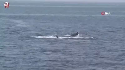 Marmara’ya müsilaj geri dönebilir!