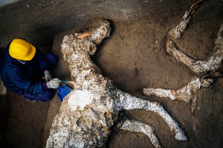 Pompeii Antik Kenti’nde taşlaşmış halde hayvan kalıntıları bulundu