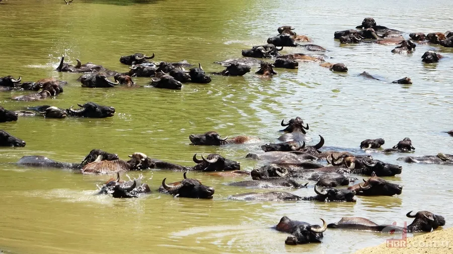 Muş’ta mandaların serinlemek için nehre girdiği anlar renkli görüntüler oluşturdu 5