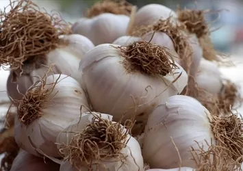 Yıllarca yanlış tüketmişiz! Sarımsağın faydasını yok ediyor