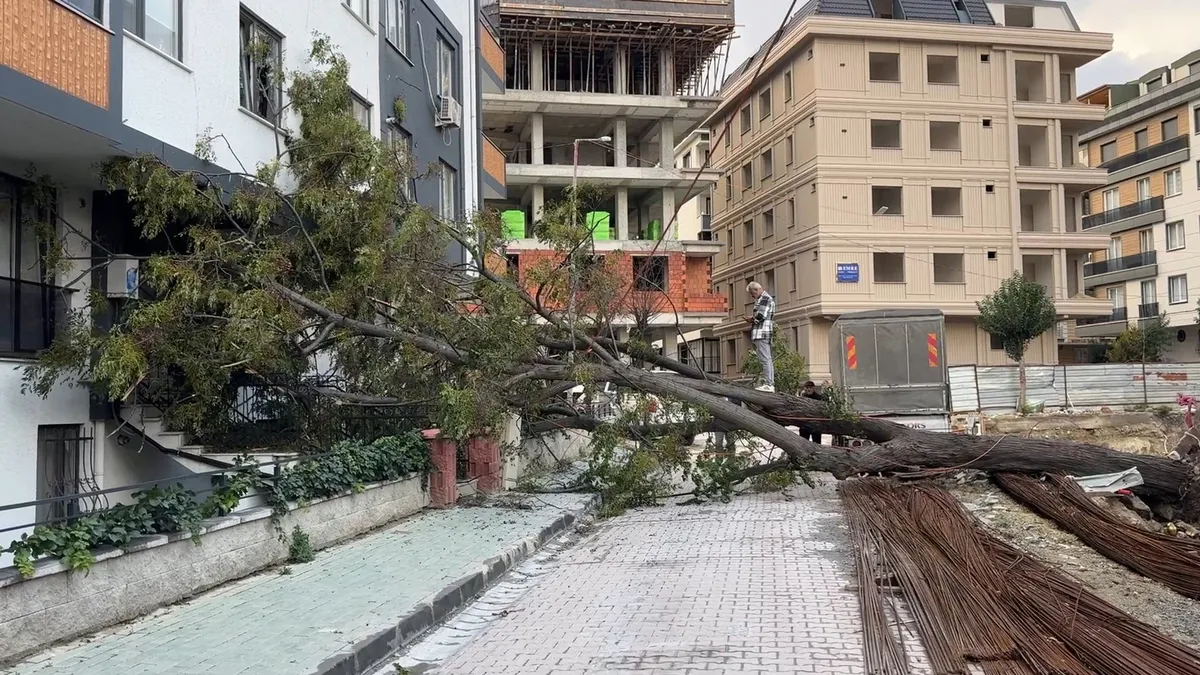 Avcılar’da devrilen ağaç faciası! Ölümün teğet geçtiği an: "Cana geleceğine mala gelsin!" - 2