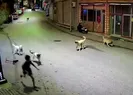 Orduda başıboş köpek dehşeti