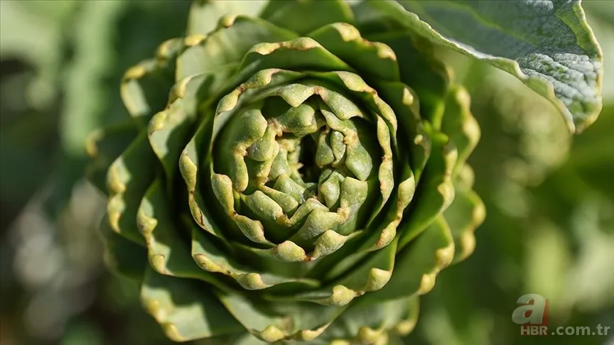 Kan grubuna göre nasıl beslenilmeli? O yeşilliklere dikkat 11