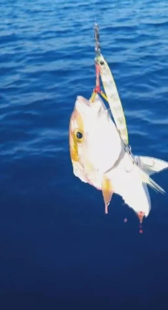 Denizde köpek balığı paniği! Balıkçılar dakikalarca ecel terleri döktüler