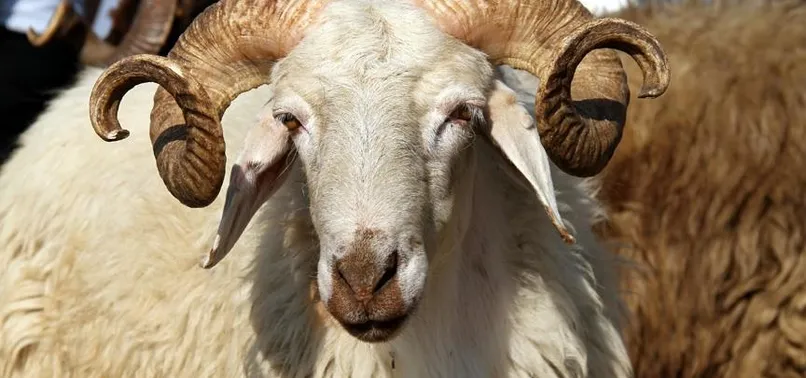 Kurban Bayramı'na kaç gün kaldı 2023? Kurban Bayramı ne zaman? Bayram tatili 9 gün mü olacak?