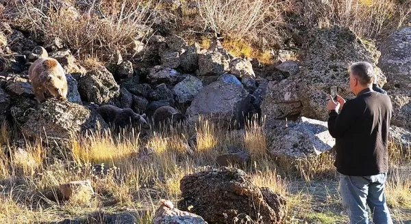 Yeni akım: Ayı ile selfie! Yetkililer ısrarla uyarıyor: Ayılar saldırgan kendinizi ve ailenizi tehlikeye atmayın - 3