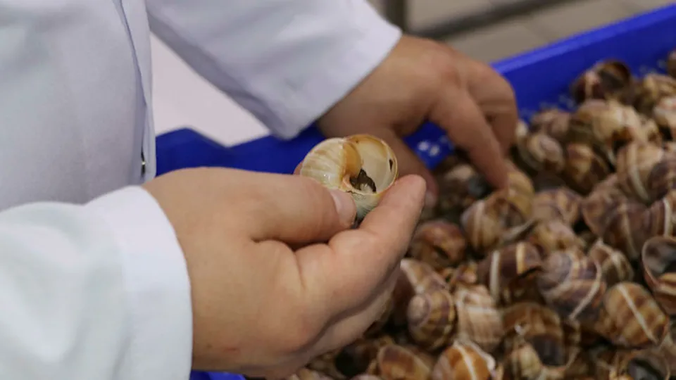 Bilecik'ten dünyaya 700 ton salyangoz dolması ihraç ediliyor