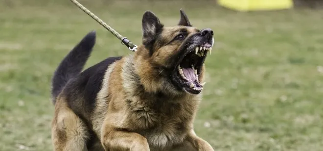 Sokak köpekleri düzenlemesinde son düzlük! Hazırlıklar tamam: Ne tür değişiklikler yapılacak?