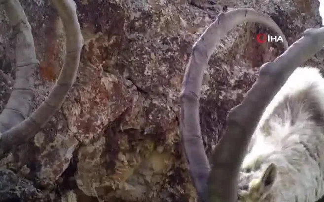 Belgeselleri aratmayan görüntüler Van’dan! Fotokapana takıldı