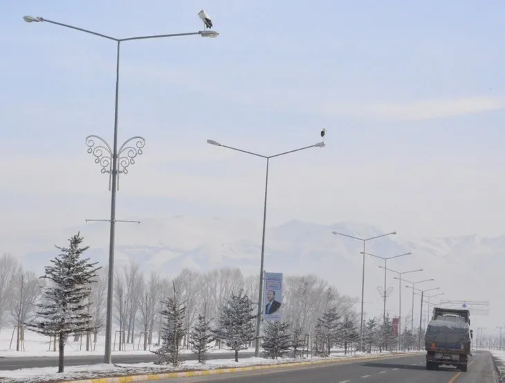 Leylekler Erzurum’da hayatta kalmaya çalışıyor
