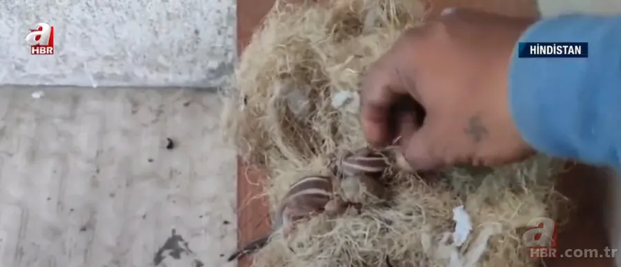 Kapıdan gelen sesler üzerine dışarıya çıkınca şoke oldu! İplik sarılı yumakta... 4