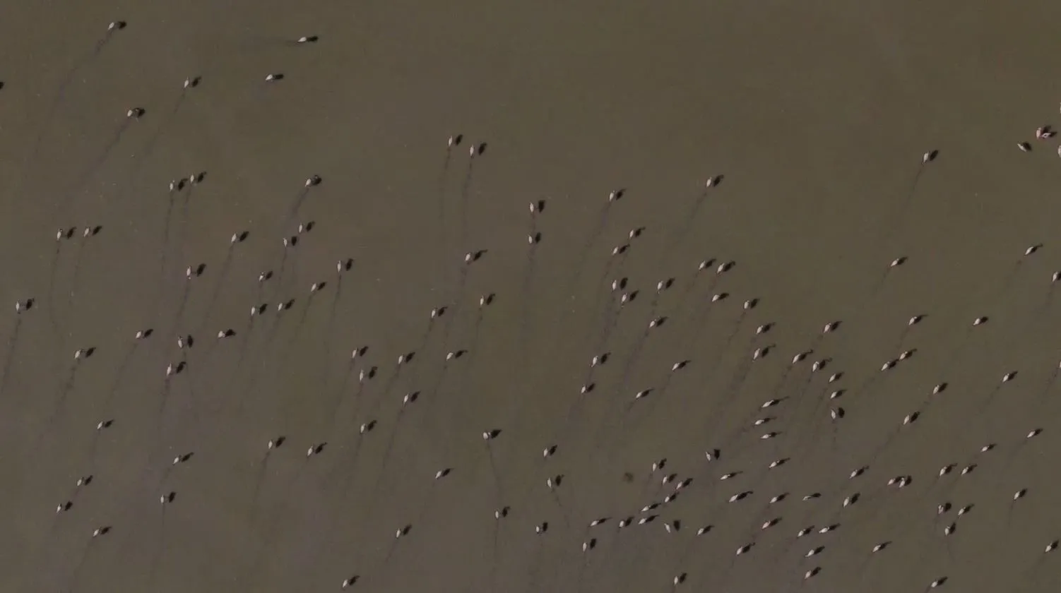 Burdur'da doğa harikası görüntüler! Göle gelen binlerce flamingo eşsiz bir manzara sundu