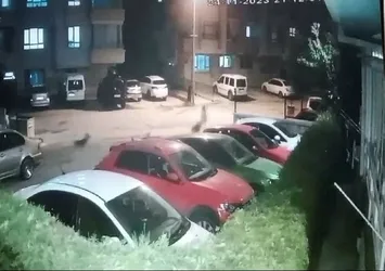 Ankara'da sokak köpeği dehşeti! Kızını kurtarmak isterken bebeğiyle hastanelik oldu