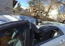 Eskişehirde otomobilin üzerine ağaç devrildi
