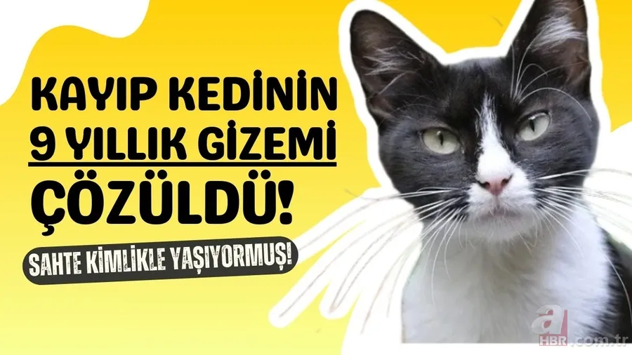 Kayıp Kedinin 9 Yıllık Gizemi Çözüldü: Sahte Kimlikle Yaşıyormuş! 1
