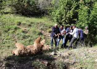 Erzurum’da kan donduran olay! Ayı çobana saldırdı... İkisi de öldü