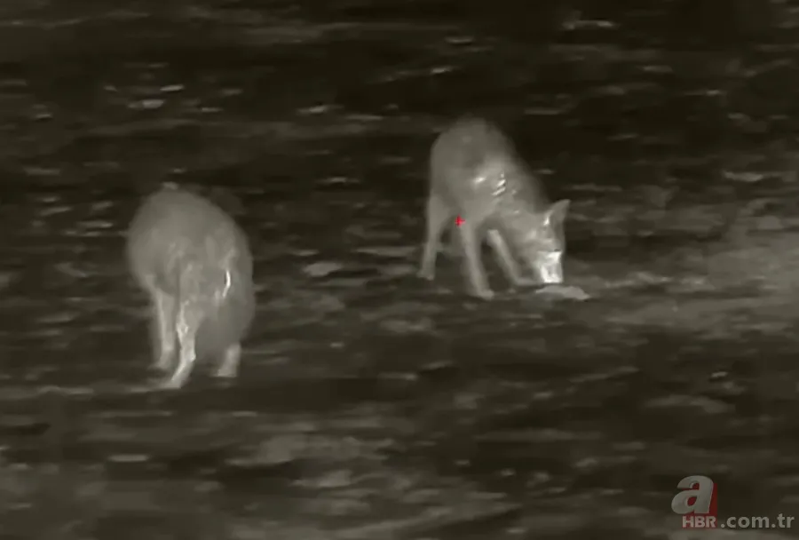 Kurtlar inek çiftliğini bastı! Sığırlarını kaybeden sahibi çözümü katliamda buldu | Bu görüntüler dehşete düşürdü 11
