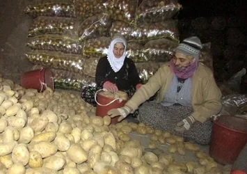 Tonlarca patates 8 ay mağaralarda saklanıyor