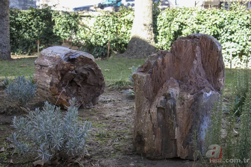 Yol yapımı sırasında bulundu! Milyonlarca yıllık… 1