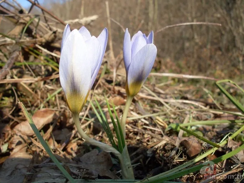 Cemreler ne zaman düşer? İlk cemre havaya ne zaman düşecek? İşte 2021 cemre düşme tarihleri 2