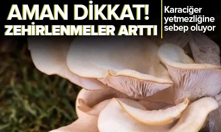 Türkiye’de mantar kaynaklı zehirlenmeler yükseliyor! Karaciğer yetmezliğine neden oluyor