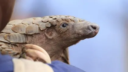Koronavirüsün benzeri Pangolin isimli memelide kesin olarak bulundu! Uzmanlar uyardı