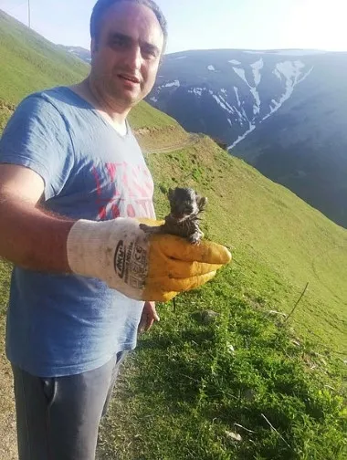 Trabzon’da otomobilin motor kısmında yeni doğmuş bir Anadolu Vaşağı bulundu - 3