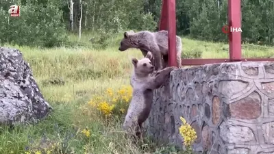 Nemrut’ta ayılarla tehlikeli yakınlaşma